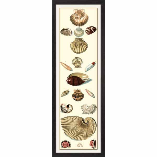 Shell Symmetry I Framed Art