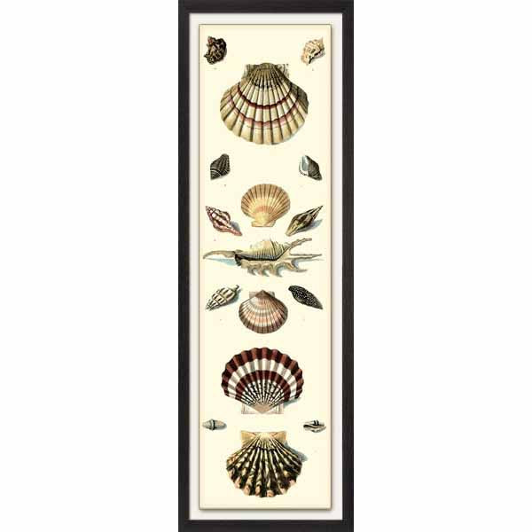 Shell Symmetry II Framed Art