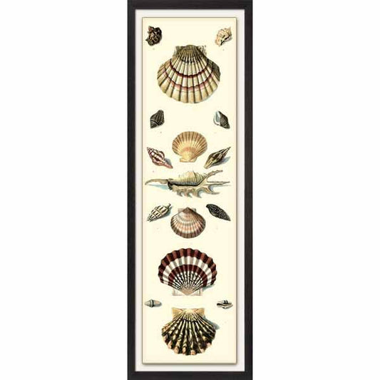 Shell Symmetry II Framed Art