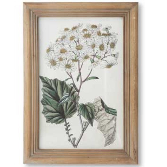 Flower Botanical Wall Art with Natural Frame (White Daisy)