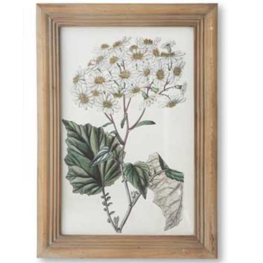 Flower Botanical Wall Art with Natural Frame (White Daisy)