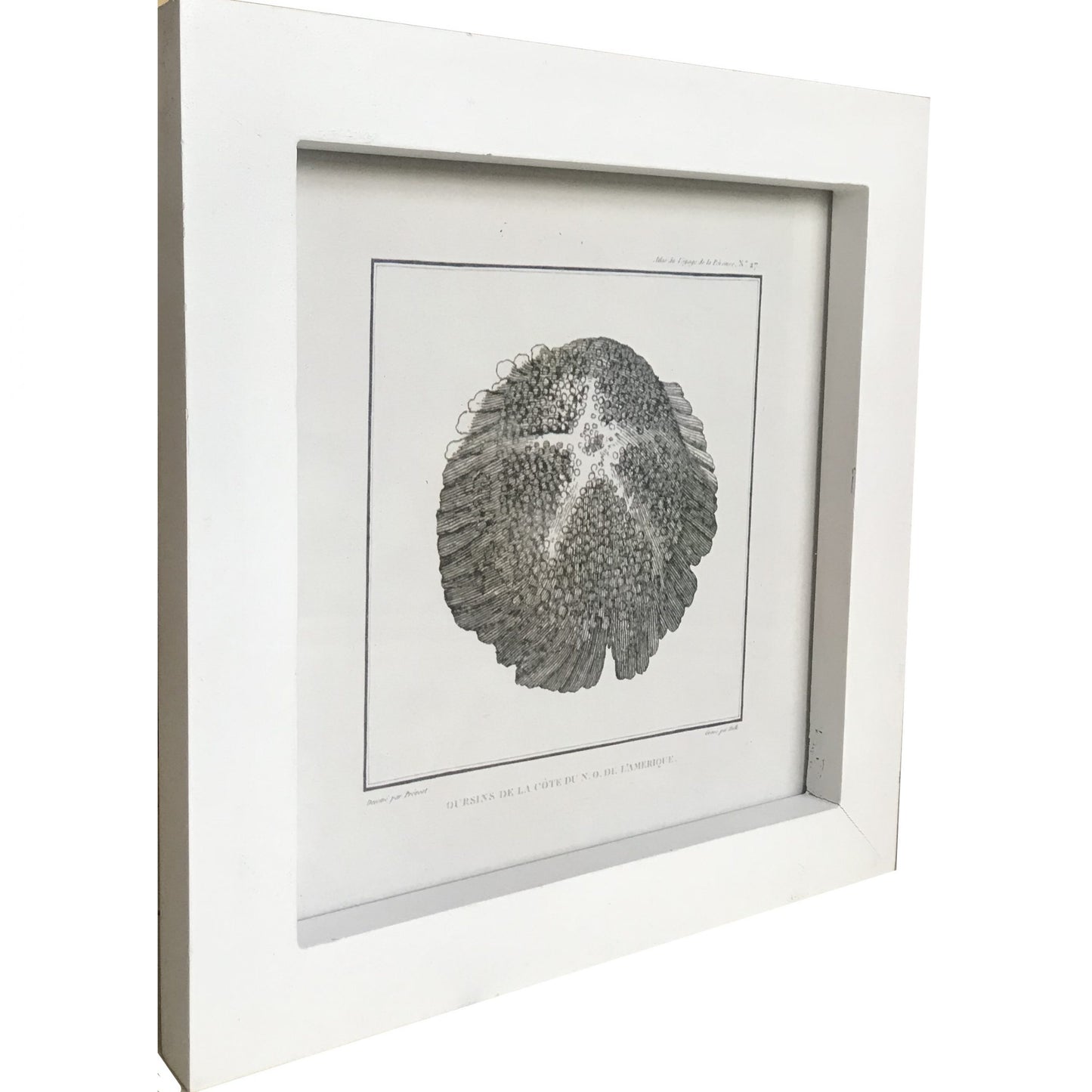 White Framed Sand Dollar Wall Art