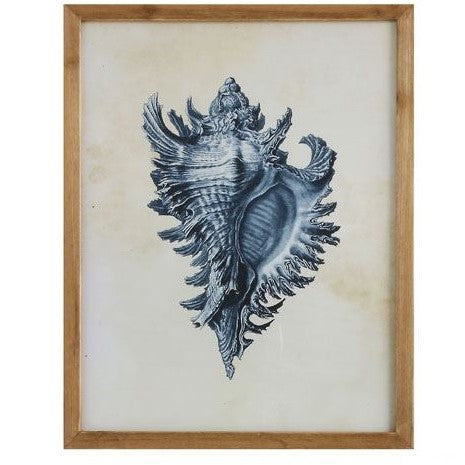 Wood Framed Seashell Wall Art - Conch