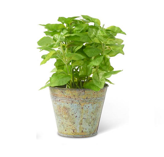 Potted Green Herbs In Metal Pot