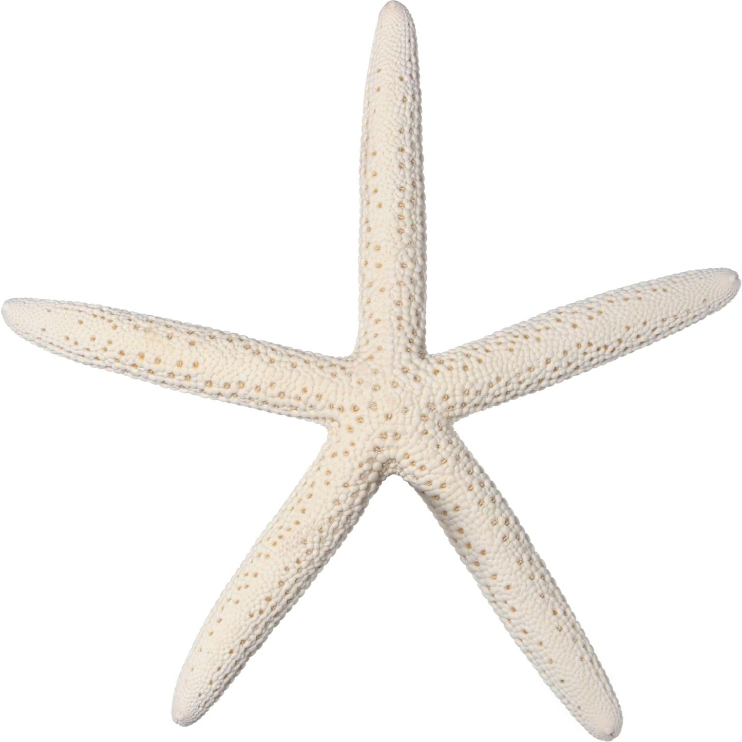 10 White Finger Starfish (4" to 6" dia)