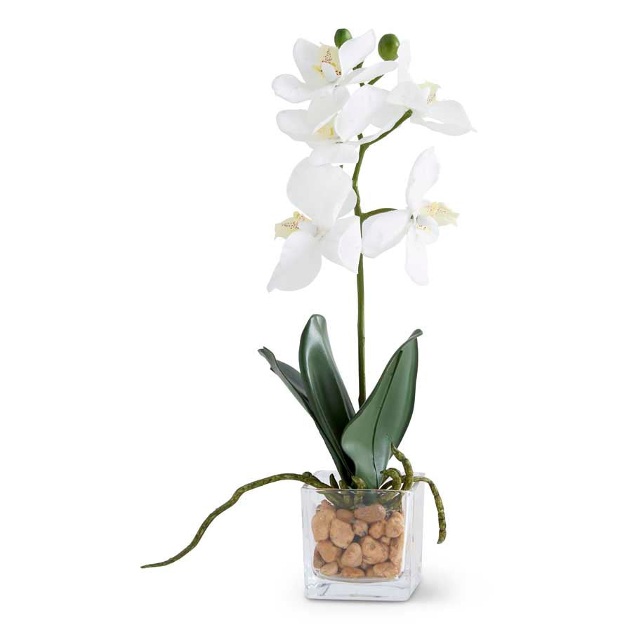 White Orchid in Square Glass Dish