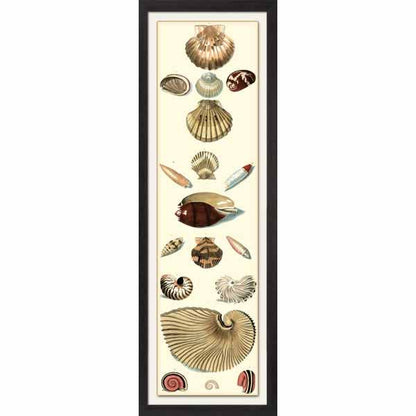 A framed art print featuring a vertical arrangement of various seashells on a pale background, with a large spiky shell in the center and smaller shells around it, all contained within a small espresso square top composite frame.