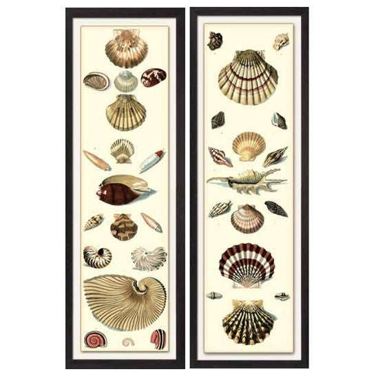 Set of 2 framed shell prints featuring vintage-inspired seashell and marine life illustrations. Tall, elegant artwork with timeless natural history charm.