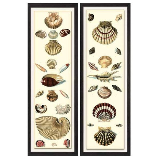 Set of 2 framed shell prints featuring vintage-inspired seashell and marine life illustrations. Tall, elegant artwork with timeless natural history charm.