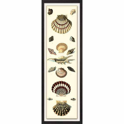 A vertical framed art piece displaying a variety of colorful seashells arranged in a line with a large spiky shell in the center, flanked by smaller shells, on a pale background.