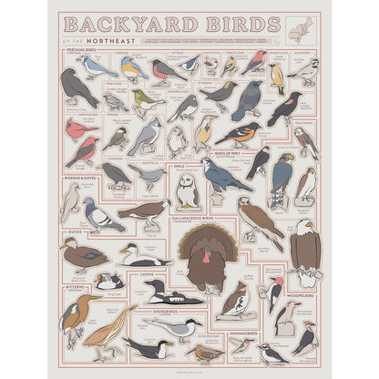 Backyard Birds of the Northeast Scratch-Off Chart - 12" X 16" Poster Print