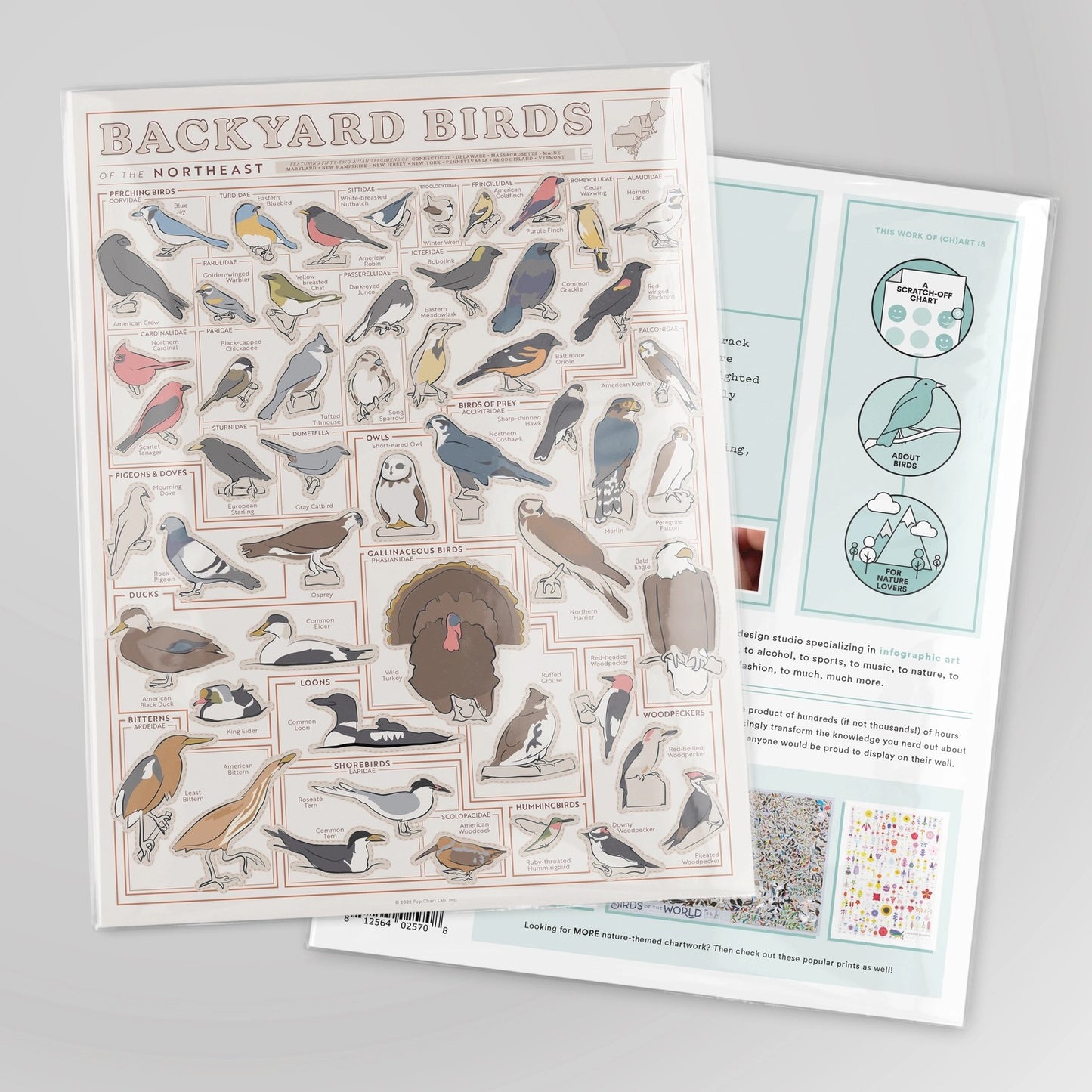 Backyard Birds of the Northeast Scratch-Off Chart - 12" X 16" Poster Print