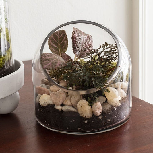 Slanted Domed Terrarium (small)